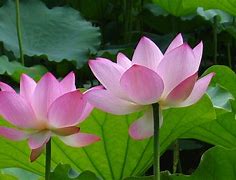 荷花动态壁纸苹果版荷花和鱼的3d动态壁纸
