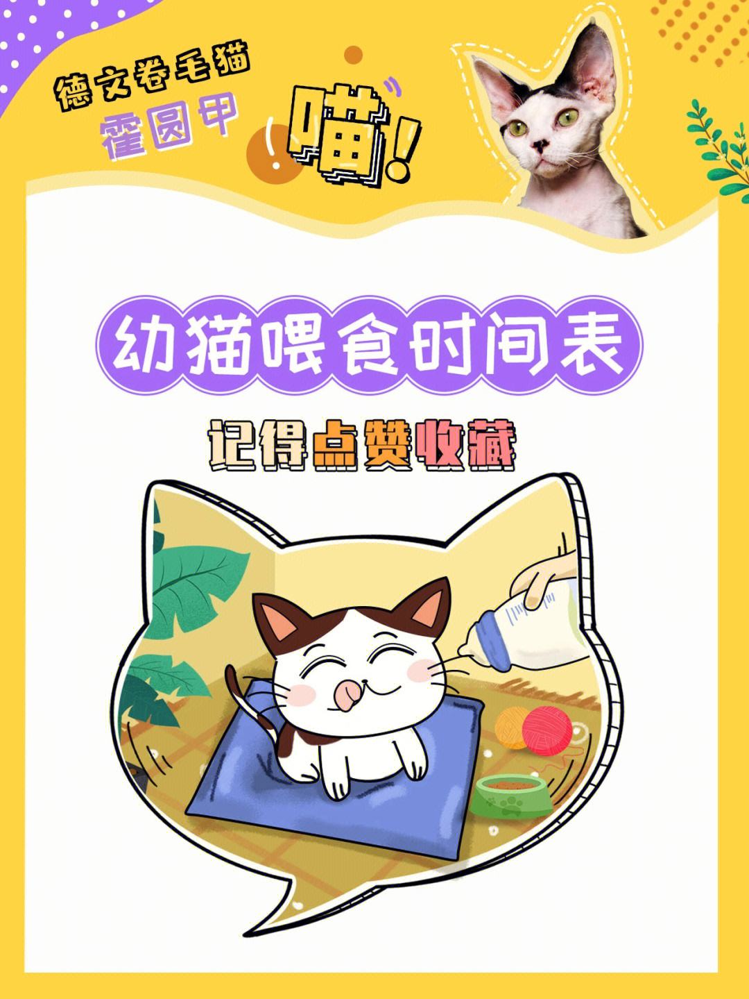 小奶猫回家软件安卓版小奶猫直播改成什么名字了-第2张图片-太平洋在线下载